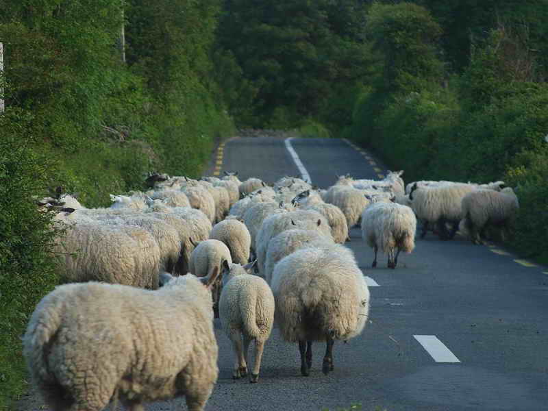 herd_of_sheep